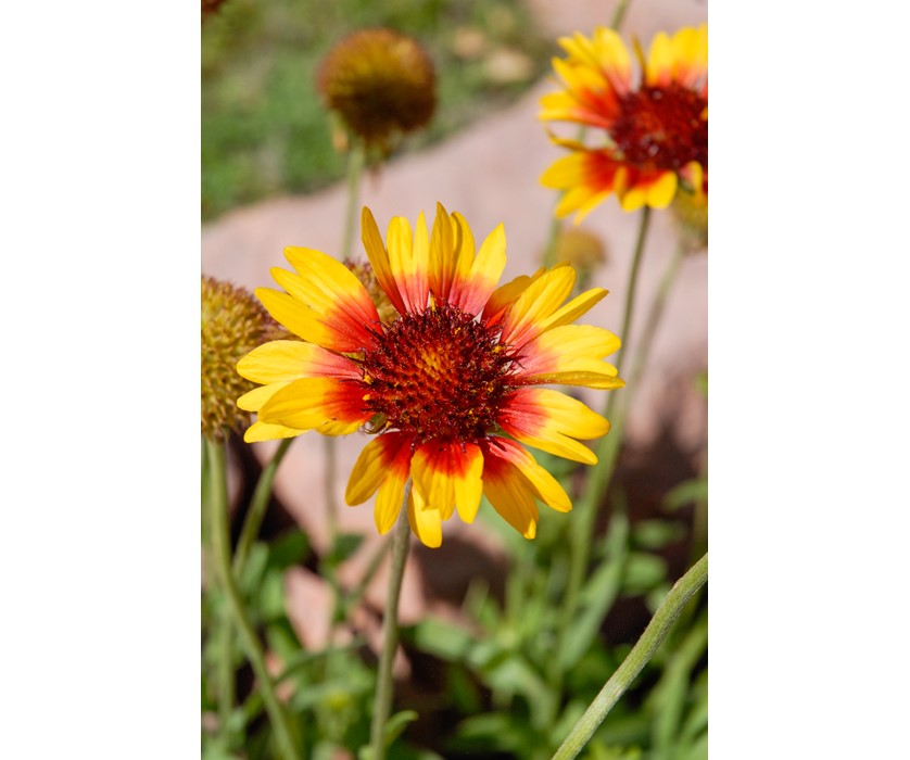 Common Gaillardia